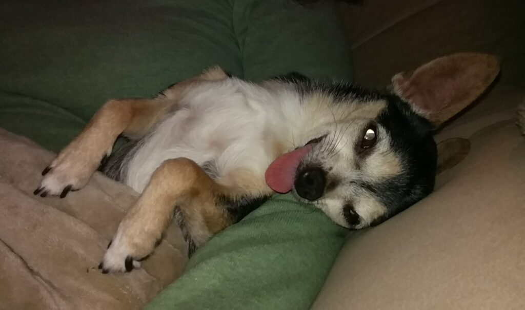Oreo and her tongue